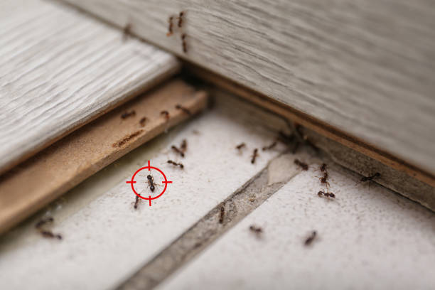 Best Cockroach Control Services  in Arthur, IL
