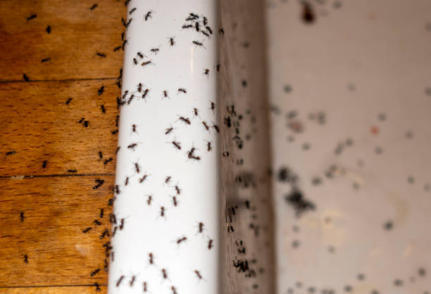 Pest Prevention Services in Arthur, IL